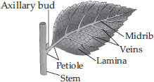 getting to know plants