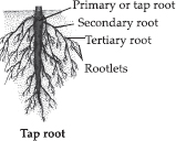 getting to know plants