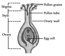 reproduction-in-plants