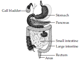 nutrition-in-animals