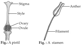 reproduction-in-plants