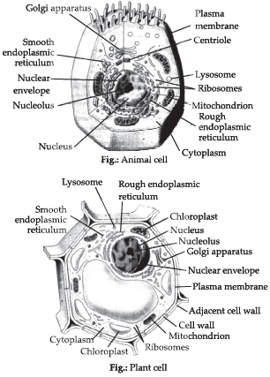 NCERT Solutions : Cell (Biology) Class 8